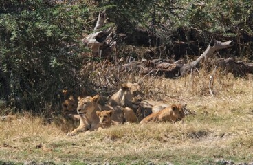 herd of deer