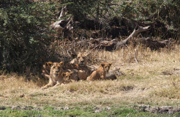 lioness and cubs