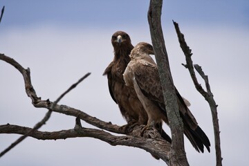 red tailed hawk