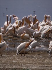 flock of pelicans