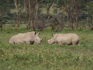 Obraz premium rhino in the wild