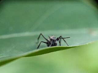 Black Garden Ant on Green Leaf Macro Photography