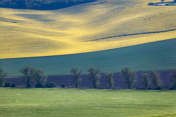 Czech Republic. South Moravia. Rapeseed field in spring time