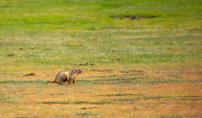 The marmot sits in the grass in the mountains, looks to the side, as if reading your text, studying, showing curiosity, interest. Copy space with place for text. Landscape with wild animals.