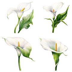 Set of watercolor calla flower on transparent background