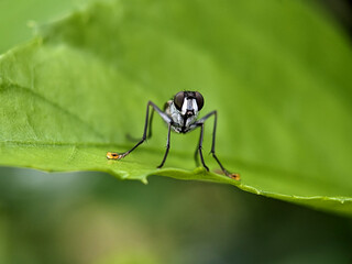 House Fly on Green Leaf Macro Photography
