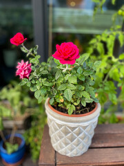 Vibrant pink decorative roses balcony flowers in grey flower pot in balcony garden close up	
