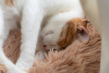 可愛い猫の寝顔　茶トラ白