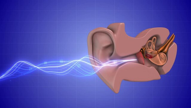 Human ears are affected by sound waves.