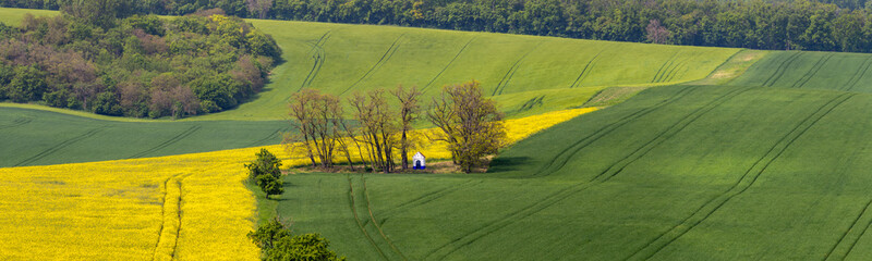 Czech Republic. South Moravia. Rapeseed field in spring time