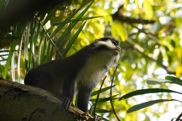 Cercopitheques Ascagnes ( Cercopithecus Ascanius ) dans la forêt de Kibalé en Ouganda