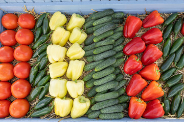 Basket of vegetables. Green, yellow and red sweet peppers, tomatoes on the ground, basket with bell...