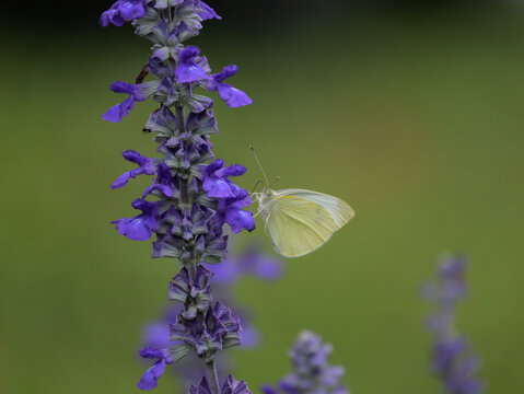 Butterfly With Its Two Antennae And Its Proboscis