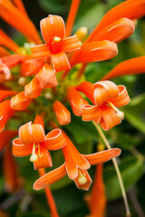 Small orange flowers from the Reunion Island