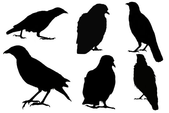 Set of collection of bird silhouette shapes: raven, crow, dove, thrush on a white isolated background. Design element