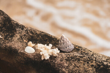 Seashells on rocks by the sea