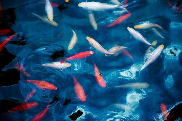 Fototapeta na wymiar colorful fishes in the water