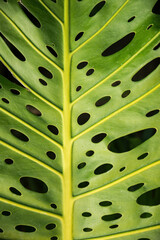 Leaves full of holes on the tropical Reunion Island in the Indian Ocean