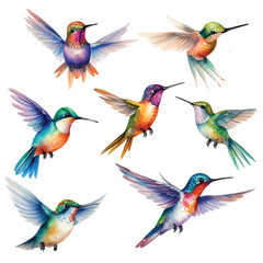 Naklejka premium Set of Hummingbird