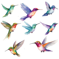 Fototapeta premium Set of Hummingbird