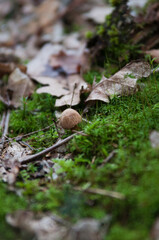 Grzyby trujące, grzyby w lesie, niejadalne, 