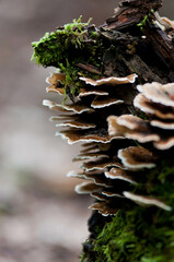 Grzyby trujące, grzyby w lesie, niejadalne, 