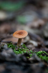 Grzyby trujące, grzyby w lesie, niejadalne, 