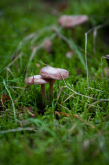 Grzyby trujące, grzyby w lesie, niejadalne, 