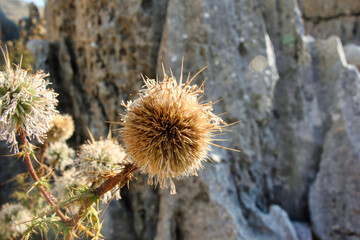 A close-up photo of a thistle in a rocky landscape, with the thistle in focus and the background blurred. The thistle has a round, spiky head and is surrounded by other thistles and plants.