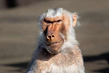 close up of a baboon