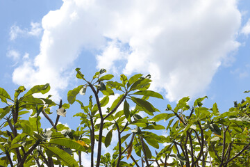 Bunga kemboja or Plumeria acuminata flower against blue sky background. Relaxing sunny day