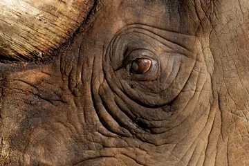 Keuken spatwand met foto eye of the Rhino © JulioH Photography