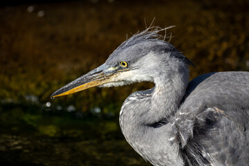 great blue heron