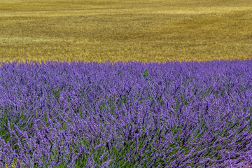Fototapeta premium Champs de blé et de lavande 
