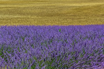 Zelfklevend Fotobehang Champs de blé et de lavande  © Unclesam