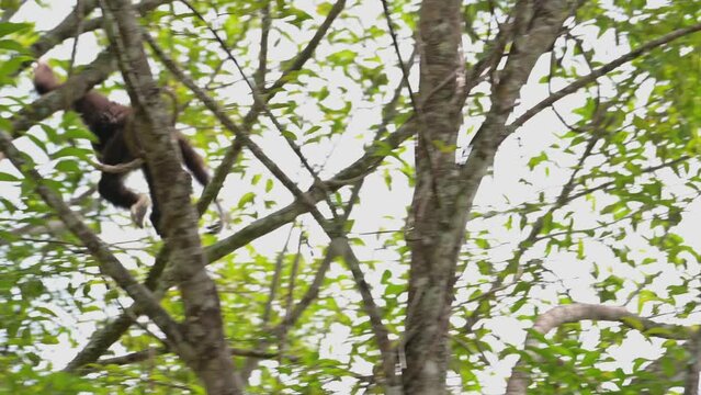 Seen swinging from one branch to another, exciting, White-handed Gibbon Hylobates lar , Thailand