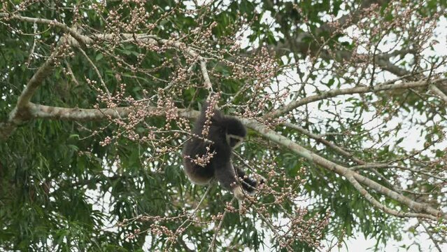 Holding the branch tight hanging with its left hand while the other picking fruits to eat, White-handed Gibbon Hylobates lar , Thailand