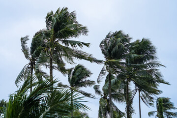 Coconut trees being blown by the wind - 647177061