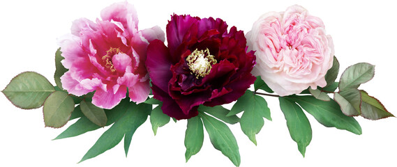 Pink rose and maroon peony isolated on a transparent background. Png file.  Floral arrangement, bouquet of garden flowers. Can be used for invitations, greeting, wedding card.