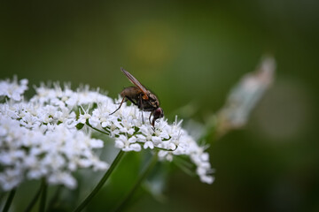 fly on a flower