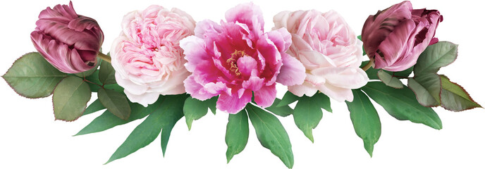 Pink roses, tulip and peony isolated on a transparent background. Png file.  Floral arrangement, bouquet of garden flowers. Can be used for invitations, greeting, wedding card. - obrazy, fototapety, plakaty