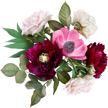 Pink roses, anemone  and maroon peony isolated on a transparent background. Png file.  Floral arrangement, bouquet of garden flowers. Can be used for invitations, greeting, wedding card.