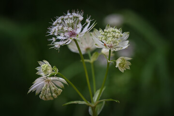 flower of a thistle