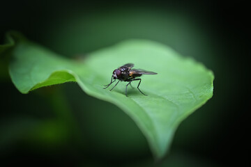 fly on leaf