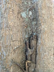 delonix tree trunk texture