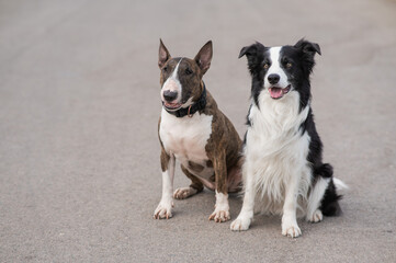 Black and white border collie and brindle bull terrier sit on a walk. 