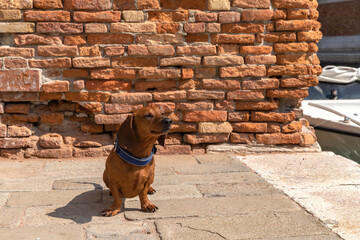 Red dachshund dog in Venice in a blue collar