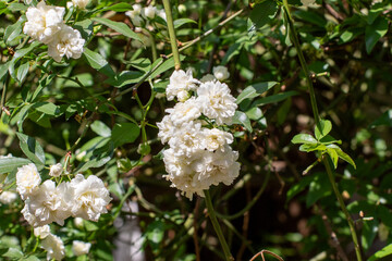 Small white flower on a climbing rose