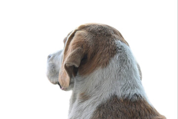 close up of a dog looking at camera