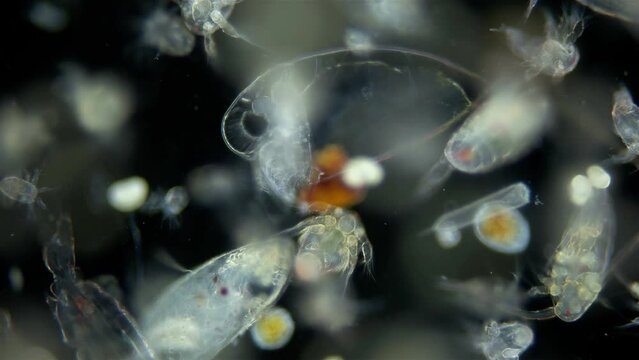 Zooplankton and plankton of White Sea under a microscope. Various types of Copepoda and their larvae, Evadne sp, trochophore, nauplius, Ciliophora.